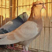 کبوتر پرشی جفت