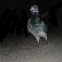 کبوتر