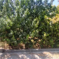 428متر-باغ-چهار-دیواری-در-لوکیشن-بی-نظیر-کردزار