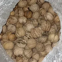 گردو تازه به شرط