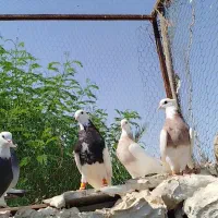 کبوتر|پرنده|لار, |دیوار