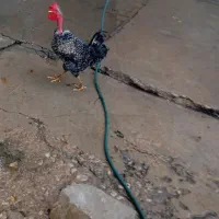 سلام خروس یکساله بفروش میرسد