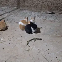 فروش خرگوش|موش و خرگوش|دوگنبدان, |دیوار