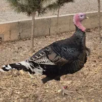 بوقلمون نر سنگین|حیوانات مزرعه|محمدشهر, محمدشهر|دیوار