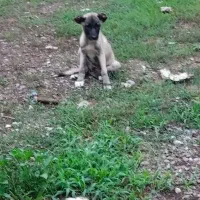 توله ماده سراب|سگ|عباسآباد, |دیوار