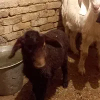 گوسفند|حیوانات مزرعه|طاغنکوه, |دیوار