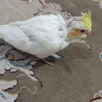 فروش جوجه عروس هلندی لوتینو|پرنده|شیراز, کوشک میدان|دیوار