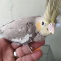 جوجه عروس سرلاکی
