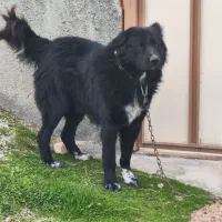 توله ماده|سگ|سرپل ذهاب, |دیوار