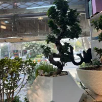 انواع گل و گیاه و بنسای