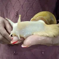 حلزون آلبینو بزرگ سالم