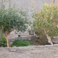 گل و گیاه و کارهای ساختمانی انجام با قیمت مناسب|گل و گیاه طبیعی|صابری, |دیوار