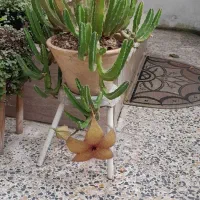 قیمت مناسب|گل و گیاه طبیعی|بندر انزلی, پرستار|دیوار