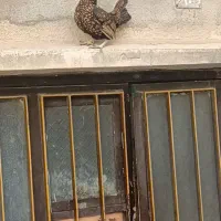 جوجه مرغ خروس سیبرایت زینتی|حیوانات مزرعه|کرمانشاه, |دیوار