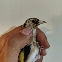 معاوضه با قناری