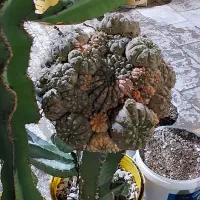 گلهای کاکتوس به قیمت عالی ومناسب حراج زده شد|گل و گیاه طبیعی|کازرون, |دیوار