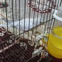جفت های عروس هولند