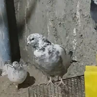 ۸تاکفتر پرشی خوش خال سودار۱ملیون|پرنده|مشکیندشت, |دیوار