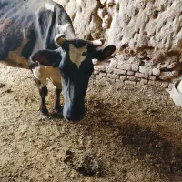گاوباگوساله