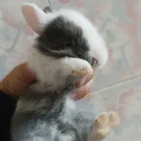 فروش توله خرگوش لپ دررنگ های مختلف دونه 190|موش و خرگوش|دوگنبدان, |دیوار