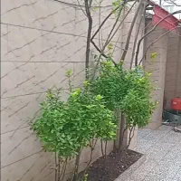 رهن ویلا درجه۱ ونقلی|اجارهٔ خانه و ویلا|لاهیجان, کوی زمانی|دیوار