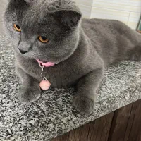 گربه بریتیش نر