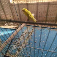 عروس هلندی مرغ عشق طوطی برزیلی|پرنده|یاسوج, |دیوار