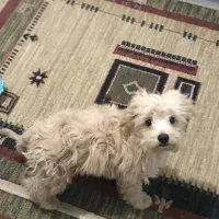 پودل واگذاری