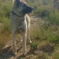 سگ سرابی ماده اصیل