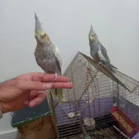 عروس هلندی|پرنده|تهران, سلسبیل شمالی|دیوار