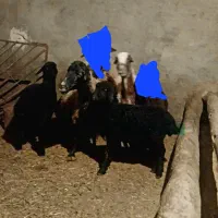 دو گوسفند میش و دو تا بره