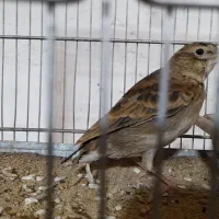 قناری سهر|پرنده|دزفول, |دیوار