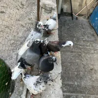 جوجه تهرانی