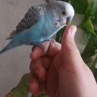 مرغ عشق