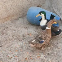 مرغابی|حیوانات مزرعه|مرودشت, شهرک مهدیه|دیوار