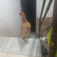 دوتا مرغ تخم گذار