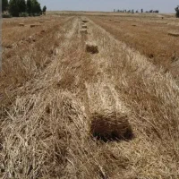 کاه کلش آبی