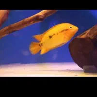 بارش افرا فوق مولد اور سایز کارداده