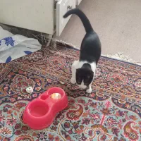 گربه واگذاری|گربه|زنجان, |دیوار