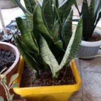 گل ها|گل و گیاه طبیعی|اردبیل, |دیوار