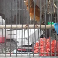 سهره قناری ابلغ ریزه خون|پرنده|تهران, تهرانپارس غربی|دیوار