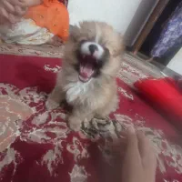 سگ پاکوتاه ‌پشمی