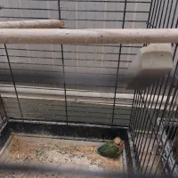 جفت طوطی کوتوله برزیلی مولد با جوجه|پرنده|تهران, مینای جنوبی|دیوار