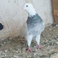 طوقی|پرنده|اصفهان, شهرستان|دیوار
