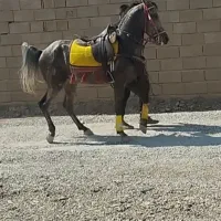 اسب کرد نریان نیله|اسب و تجهیزات اسب‌سواری|برخوار, |دیوار