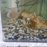 آکواریوم شیشه خم|ماهی|کرمانشاه, |دیوار