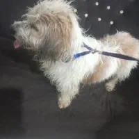 سگ پیدا شده