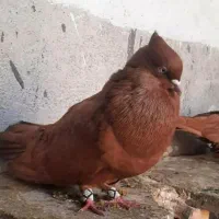 نر زرد