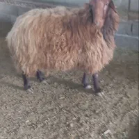 فروش بره و قوچ هموزیگوت