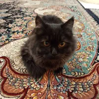 گربه پرشین|گربه|مشهد, مشکینی (شهرک غرب)|دیوار